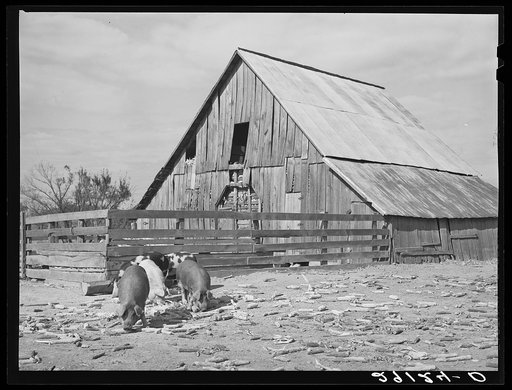 Hogs and corn crib. Boone County, Missouri
