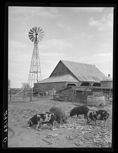 Hogs eating corn. Boone County, Missouri