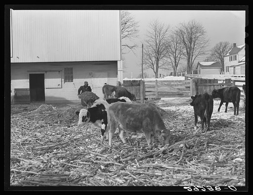 Feeding cattle in winter. Montgomery County, Maryland