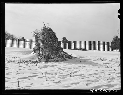 Untitled photo, possibly related to: Shocks of corn and snow fence. Montgomery County, Maryland