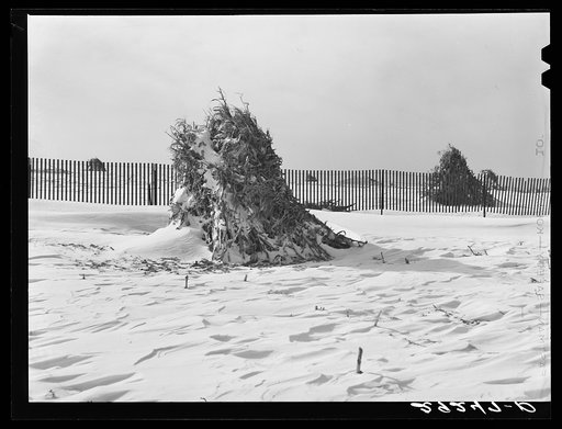 Shocks of corn and snow fence. Montgomery County, Maryland