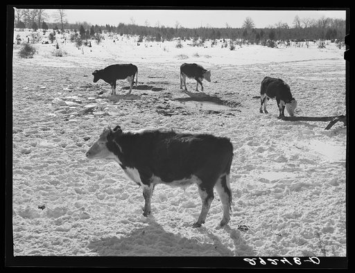 Cattle at water hole. Rappahannock County, Virginia