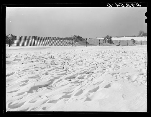 Untitled photo, possibly related to: Shocks of corn and snow fence. Montgomery County, Maryland