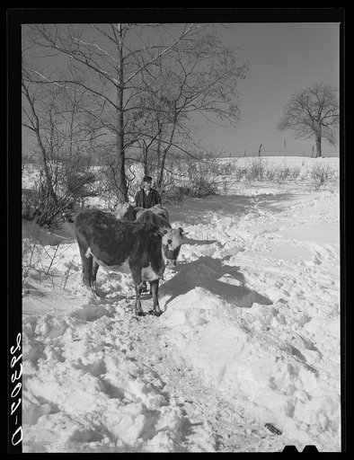 Untitled photo, possibly related to: Ira Ison, rehabilitation client, bought two horses with his loan from the FSA (Farm Security Administration). Ross County, Ohio
