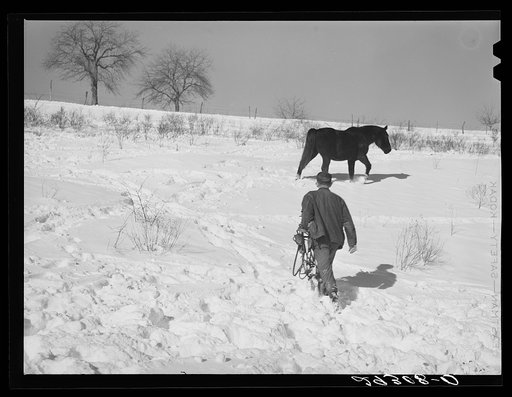 Horse on Ira Ison's farm. Ross County, Ohio
