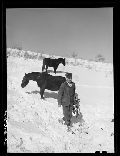 Untitled photo, possibly related to: Horse on Ira Ison's farm. Ross County, Ohio