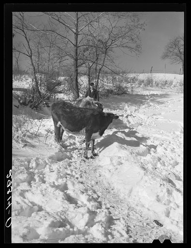 Untitled photo, possibly related to: Ira Ison, rehabilitation client, bought two horses with his loan from the FSA (Farm Security Administration). Ross County, Ohio