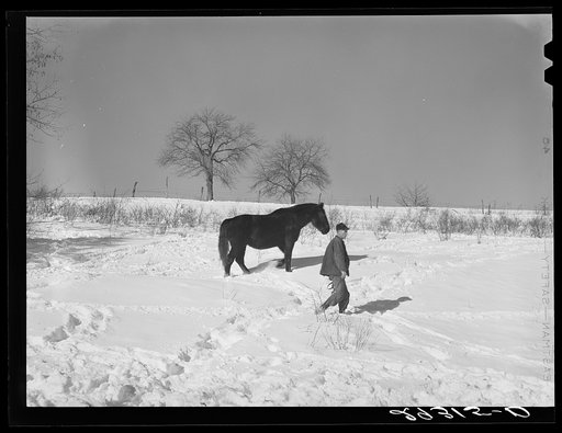 Untitled photo, possibly related to: Horse on Ira Ison's farm. Ross County, Ohio