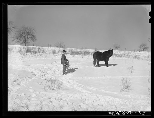 Untitled photo, possibly related to: Horse on Ira Ison's farm. Ross County, Ohio