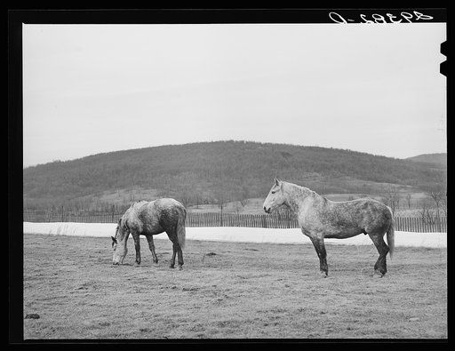 Horses grazing. Frederick County, Virginia
