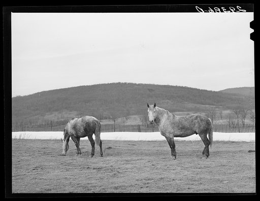 Untitled photo, possibly related to: Horses grazing. Frederick County, Virginia