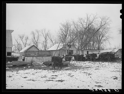 Cattle in feedlot. Grundy County, Iowa