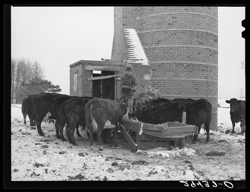 Untitled photo, possibly related to: Feeding cattle. Grundy County, Iowa