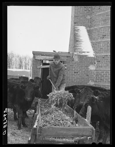 Feeding cattle. Grundy County, Iowa