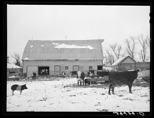 Cattle in feedlot. Grundy County, Iowa