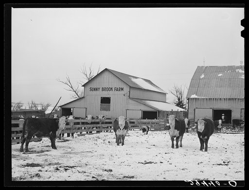 Cattle in feedlot. Grundy County, Iowa