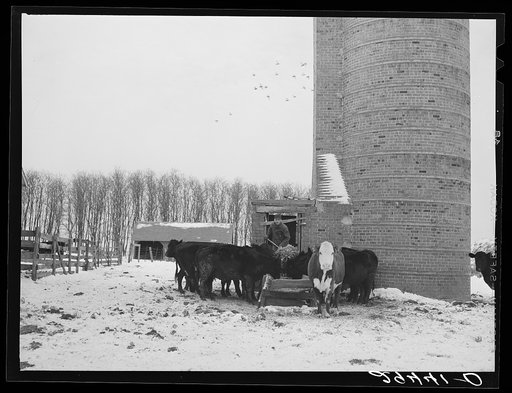Feeding cattle. Grundy County, Iowa