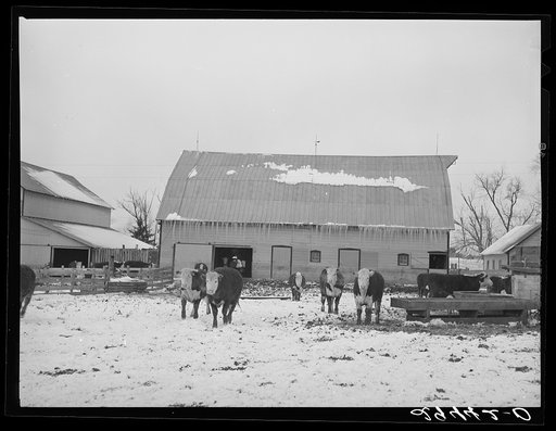 Untitled photo, possibly related to: Cattle in feedlot. Grundy County, Iowa