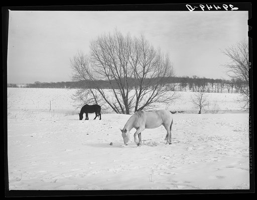 Horses in snow-covered pasture. Marshall County, Iowa
