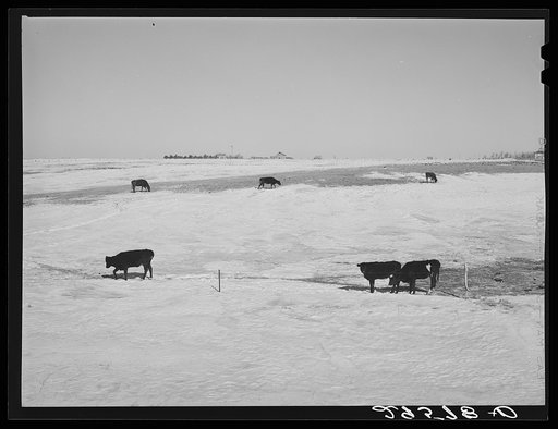 Untitled photo, possibly related to: Farm. Hayes County, Nebraska