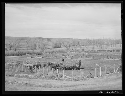 Untitled photo, possibly related to: Feeding cattle. Horshoe Ranch, Eureka County, Nevada