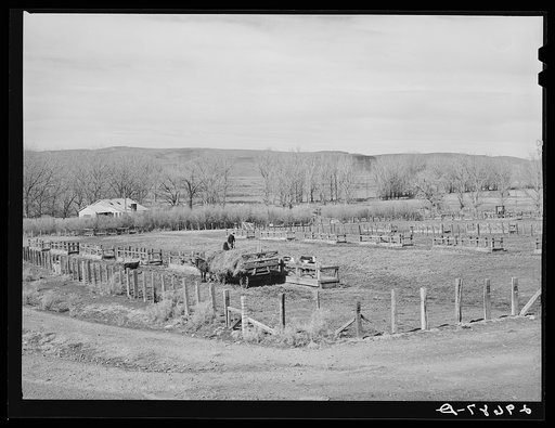 Feeding cattle. Horshoe Ranch, Eureka County, Nevada