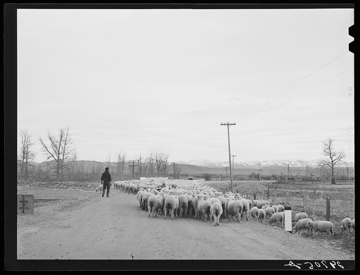 Sheep on highway. Douglas County, Nevada