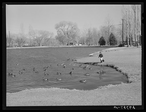Untitled photo, possibly related to: Feeding ducks in park. Reno, Nevada