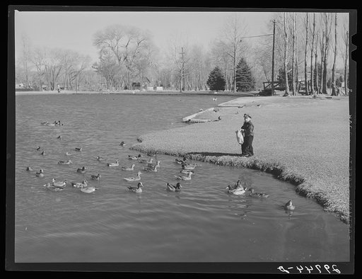 Feeding ducks in park. Reno, Nevada