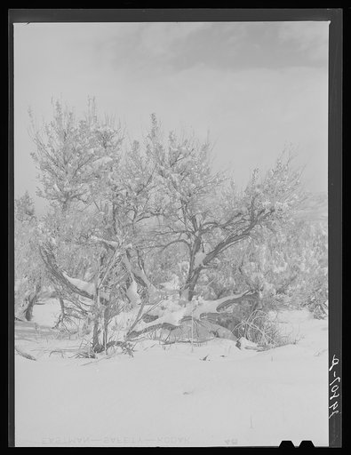 Snow on sagebrush. Ormsby County, Nevada