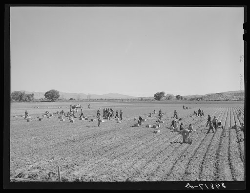 Indians picking radishes on farm near Moapa Reservation, Nevada