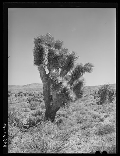 Joshua tree. Clark County, Nevada