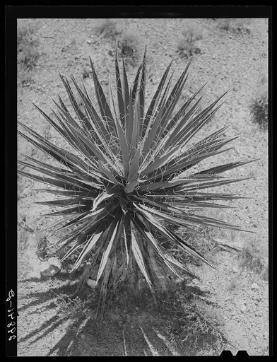 Untitled photo, possibly related to: Yucca. Clark County, Nevada