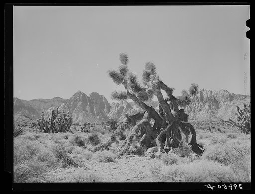 Joshua trees. Clark County, Nevada