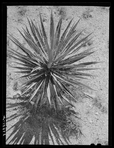 Yucca. Clark County, Nevada