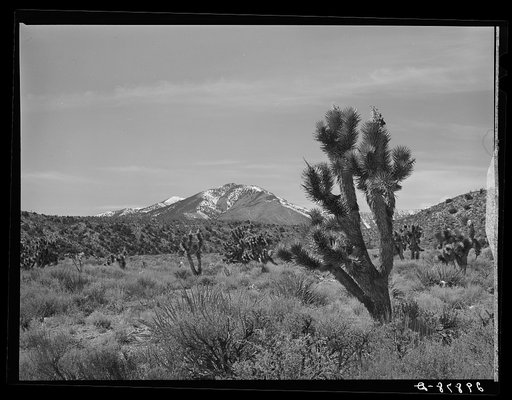 Joshua trees. Clark County, Nevada
