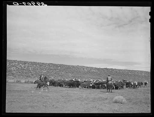 Rounding up cattle. Elko County, Nevada
