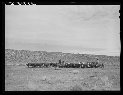 Untitled photo, possibly related to: Rounding up of cattle. Elko County, Nevada