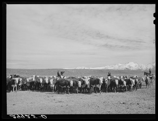 Untitled photo, possibly related to: Rounding up of cattle. Elko County, Nevada