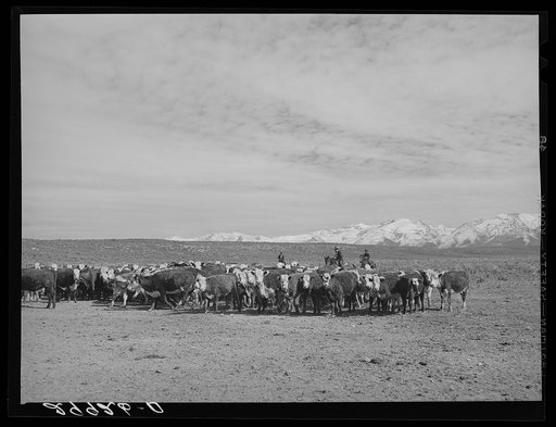 Untitled photo, possibly related to: Rounding up of cattle. Elko County, Nevada