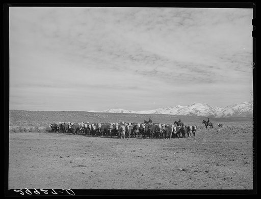 Rounding up of cattle. Elko County, Nevada
