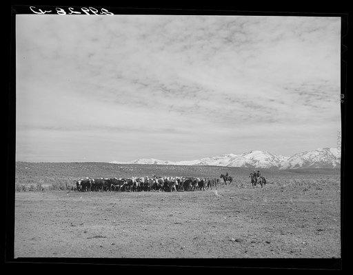 Untitled photo, possibly related to: Rounding up of cattle. Elko County, Nevada