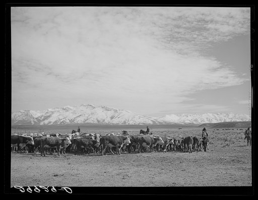 Rounding up of cattle. Elko County, Nevada