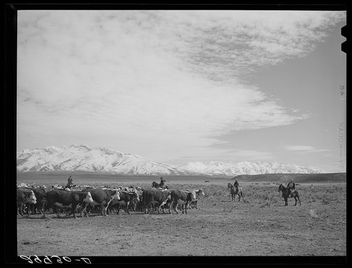 Rounding up of cattle. Elko County, Nevada