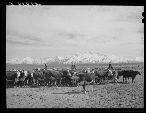 Untitled photo, possibly related to: Rounding up of cattle. Elko County, Nevada