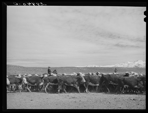 Untitled photo, possibly related to: Rounding up of cattle. Elko County, Nevada