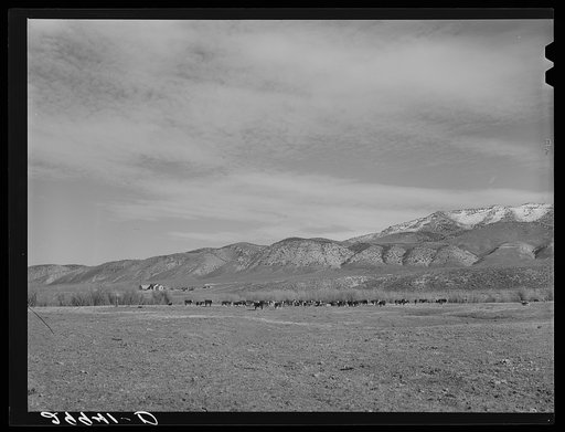 Cattle grazing. Washoe County, Nevada