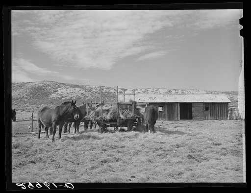 Untitled photo, possibly related to: Horses feeding at haywagon. Elko County, Nevada