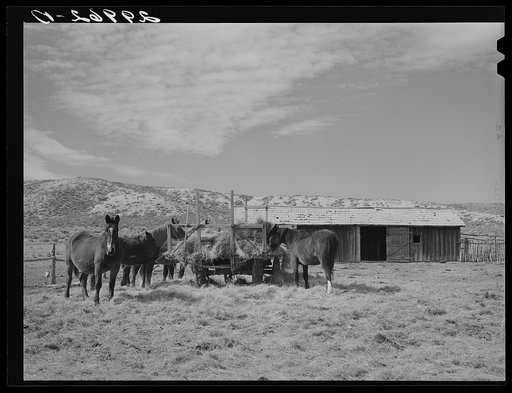Horses feeding at haywagon. Elko County, Nevada
