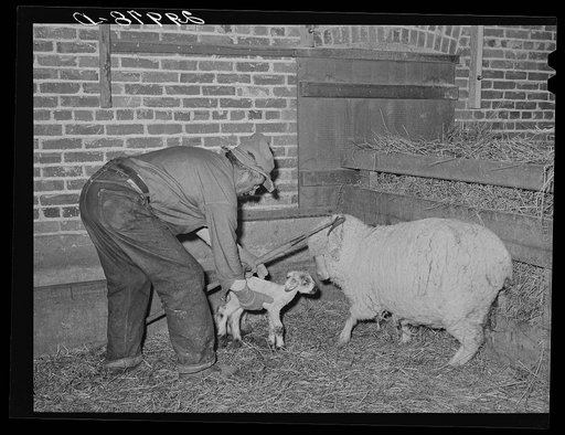 Sheepherder with new born lamb and ewe in lambing shed. Dangberg Ranch, Douglas County, Nevada